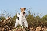 FOX TERRIER 046